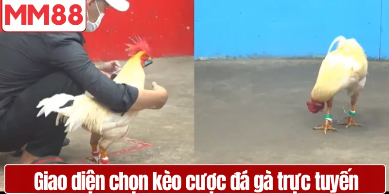 Đá Gà MM88 Cược Trực Tiếp Livestream Thời Gian Thực Giao diện chọn kèo cược đá gà trực tuyến