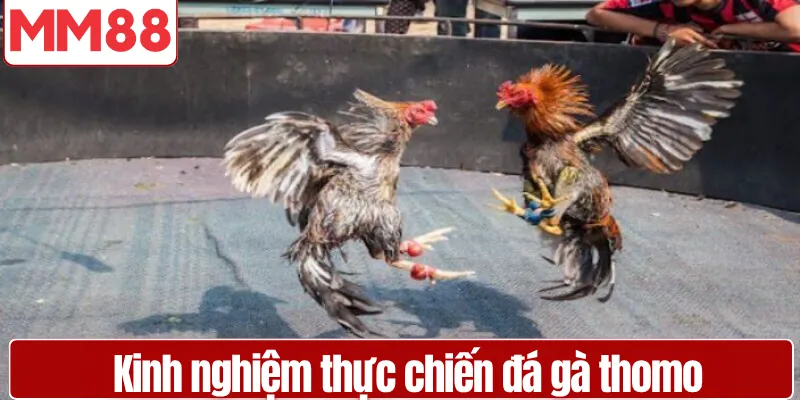 Đá Gà Thomo Uy Tín Hấp Dẫn Dành Cho Người Mới Kinh nghiệm thực chiến đá gà thomo từ cao thủ lâu năm